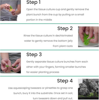 Ultum Nature Systems Cryptocoryne Wendtii Green Tissue Culture Live Plant for Aquarium, Aquascape, Freshwater Fish Tanks - 100% Snail Free in Vitro