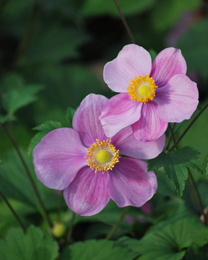 Perennial Farm Anemone Tomentosa 'Robustissima' – Live Windflower Perennial in #1 Container, Soft Pink Blooms, Vigorous & Hardy, Long Blooming, Deer Resistant, Ideal for Borders & Late Summer Color