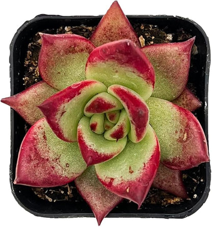 Sprout N Green Echeveria Red Knight | Red Ebony, Mini Live Succulent Fully Rooted in 2 inch Starter Pot, House Plant for Indoor Outdoor Home Office Wedding Decoration Party Favor