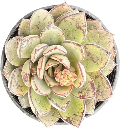 Sprout N Green Echeveria Cinderella, Rare Live Succulent Plant Fully Rooted in 2" Planter with Soil, Home Office Indoor Outdoor Wedding Decoration DIY Projects Party Favor