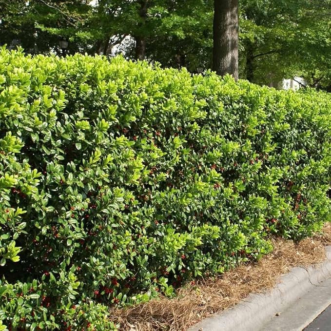 Burfordi Holly | 1 Extra Large 3 Gallon Plant | Ilex Cornuta | Fast Growing Evergreen Shrubs, Privacy Hedge Plants, Dark Green Foliage, Low Maintenance Landscaping, Ideal for Hedges and Borders