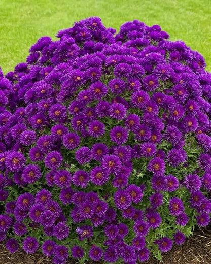 Perennial Farm Aster Novae-Angliae 'Grape Crush' (New England Aster) – Live Perennial in #1 Container, Deep Purple Blooms, Upright Habit, Pollinator Friendly, Great for Borders & Meadow Gardens