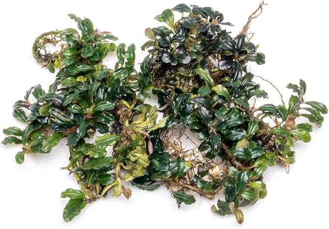 SubstrateSource Bucephalandra Lamandau Mini Purple Live Aquarium Plant - Natural Freshwater Fish Tank Decorations and Aquatic Decor (Small Clump (6-10 Plants))