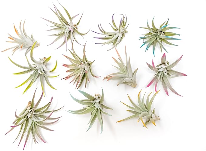 Purple Colorful Tillandsia Air Plants - Long Lasting Color Enhanced Live Tillandsia Succulent House Plants - Home and Garden Decor - Easy Care Indoor and Outdoor (Harrisii, Single)