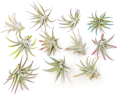 Purple Colorful Tillandsia Air Plants - Long Lasting Color Enhanced Live Tillandsia Succulent House Plants - Home and Garden Decor - Easy Care Indoor and Outdoor (Harrisii, Single)