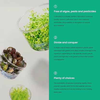 Ultum Nature Systems Hedyotis Salzmannii Tissue Culture Live Plant for Aquarium, Freshwater Fish Tank, Aquascaping - 100% Snail Free in Vitro
