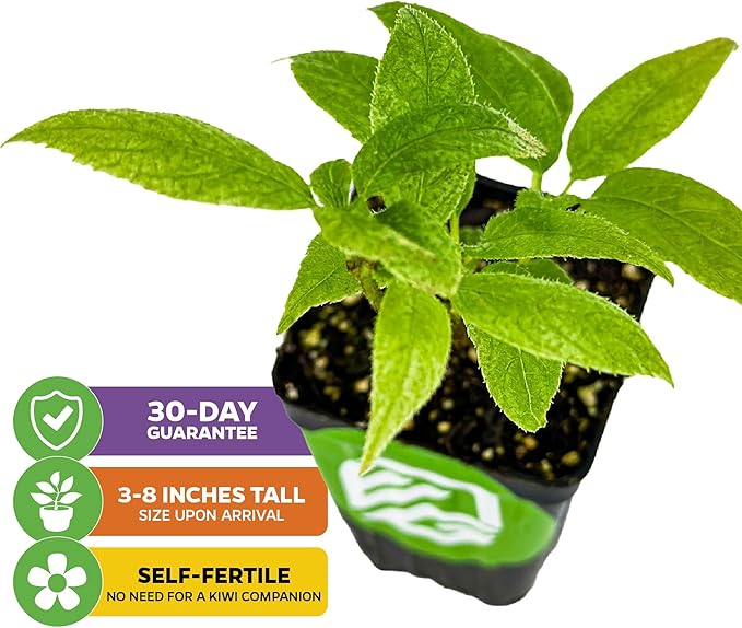 Issai Kiwi Vine Live Plant - Actinidia arguta by Wellspring Garden - Hardy Kiwi Fruit Trees Live Plant - Thriving Fruit Tree Starter for Your Garden - Starter Plant