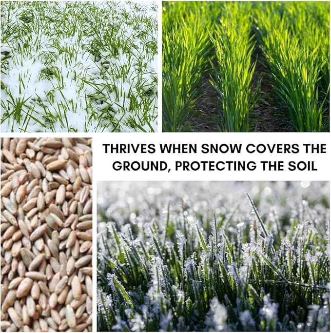Rye Grain Seeds – 5 lbs – Open-Pollinated Cover Crop and Forage Mix for Soil Improvement, Erosion Control, and Deer Food Plots