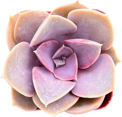 Sprout N Green Echeveria 'Perle von Nürnberg', Live Succulent Plant Fully Rooted in 2" Pots with Soil Mix, Real Houseplant for Indoor Outdoor Home Office Wedding Decoration Party Favor