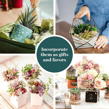 Shop Succulents Assorted Succulent Plant Pack Collection - Live Mini Succulent Plants, Low Maintenance, Mixture of Colors & Textures - Wedding and Party Favors, Gift & Garden, Pack of 12