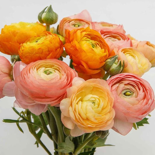 Eden Brothers Ranunculus Bulbs - Golden Mix