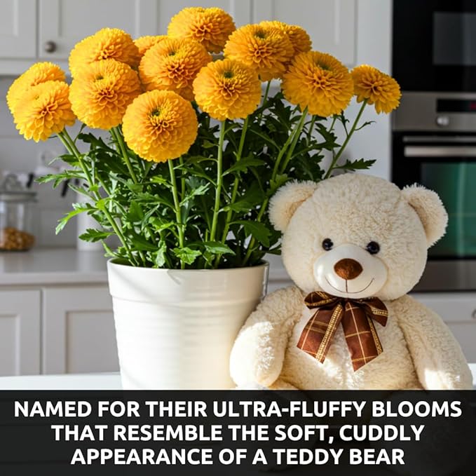 100 Teddy Bear Sunflower Seeds for Planting – Ultra-Fluffy Golden Blooms with Round Heads – Perfect for Gardens, Containers, and Pollinator-Friendly Landscaping - Unique and Fun