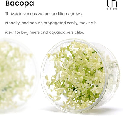Ultum Nature Systems Live Tissue Culture - Purple Bacopa (Bacopa salzmannii) - Moderate - Moderate to High Light - Purple and Violet Accent - Midground - 100% Snail Free Grown in-Vitro - Regular Cup