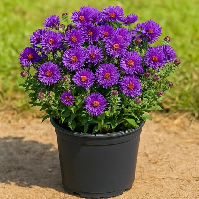 Perennial Farm Aster Novae-Angliae 'Grape Crush' (New England Aster) – Live Perennial in #1 Container, Deep Purple Blooms, Upright Habit, Pollinator Friendly, Great for Borders & Meadow Gardens
