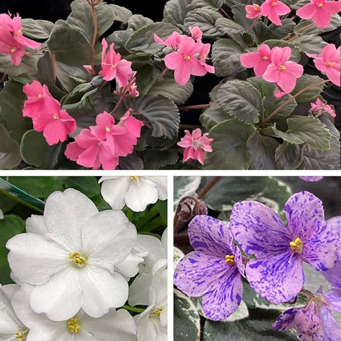 Park Seed African Violet Flower Plant Seeds, Easy to Grow, Perfect for Spring Garden, Little Gems, Pack of 50