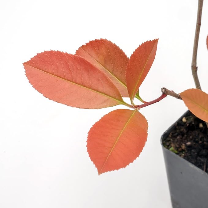 6 Red Tip Photinia, Photinia x Fraseri, Thriving in Extra Deep Nursery Cubes