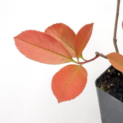 6 Red Tip Photinia, Photinia x Fraseri, Thriving in Extra Deep Nursery Cubes