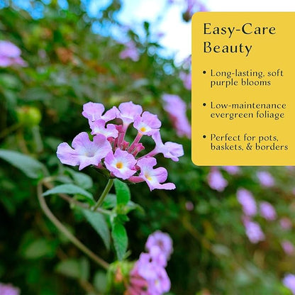 12 Lavender Lantana in 2.5” Nursery Cubes (Lantana montevidensis) | Evergreen Shrub for Hanging Baskets, Containers & Sunny Landscapes | Ready-to-Plant Live Starter Plants