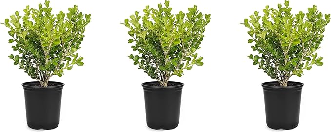Japanese Boxwood | 3 Live 4 Inch Pots | Buxus Microphylla | Formal Evergreen Low Maintenance Hedge Plants