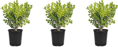 Japanese Boxwood | 3 Live 4 Inch Pots | Buxus Microphylla | Formal Evergreen Low Maintenance Hedge Plants