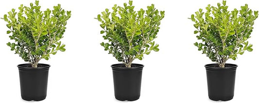 Japanese Boxwood | 3 Live 4 Inch Pots | Buxus Microphylla | Formal Evergreen Low Maintenance Hedge Plants
