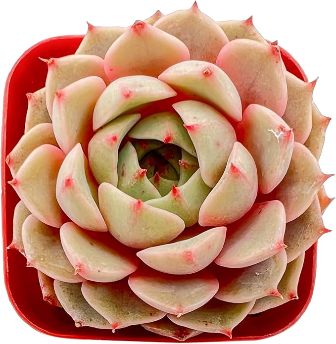 Sprout N Green Echeveria Ben Badis, 1 Live Mini Succulent Plant Fully Rooted in 2 inch Starter Pot, Real House for Indoor Outdoor Home Office Wedding Decoration Party Favor