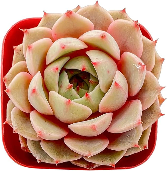 Sprout N Green Echeveria Ben Badis, 1 Live Mini Succulent Plant Fully Rooted in 2 inch Starter Pot, Real House for Indoor Outdoor Home Office Wedding Decoration Party Favor