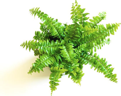 Mini Ferns for Terrariums/Fairy Garden - 5 Different Plants-2" Pots