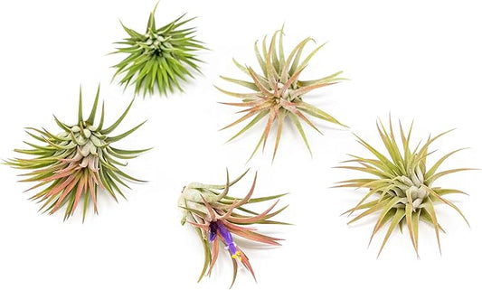 Air Plants Ionantha Mexican - Colors and Shape Varies Due to Seasonality-Live Tillandsia Succulent House Plants - Available in Wholesale and Bulk - Home and Garden Decor-Easy Care Plants (Pack of 5)
