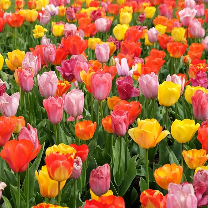 Complete Spring Flower Bulb Garden – Mixed Tulips, Daffodils & Hyacinths – 75 Bulk Bulbs for Colorful Spring Blooms – Easy Fall Planting - Plant in Gardens, Borders & Flowerbeds - Willard & May