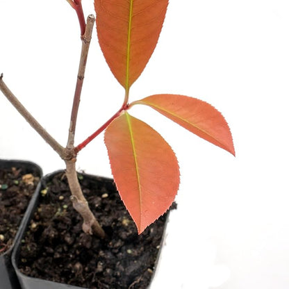 4 Red Tip Photinia, Photinia x fraseri, Thriving in Extra Deep Nursery Cubes