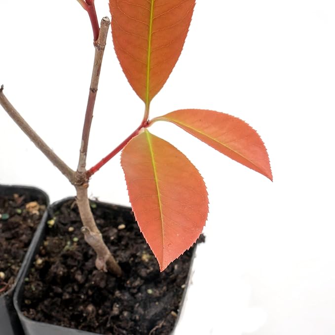 2 Red Tip Photinia/Photinia x Fraseri, Thriving in Extra Deep Nursery Cubes