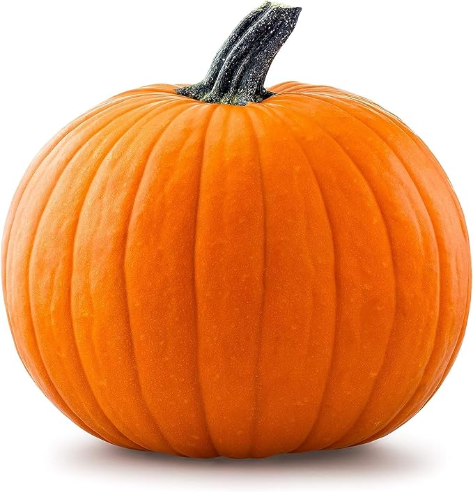Big Max Pumpkin Seeds - 100 Pounds and Up! - 20 Seeds