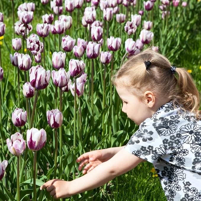 Blueberry Swirl Tulip Flowers - 40 Bulbs and Bonus Gift - Vibrant Purple & White Perennial Blooms | Dramatic Spring Tulips for Garden & Cut Flowers | Pollinator Friendly | USDA Zones 3–8