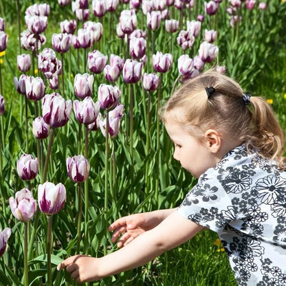 Blueberry Swirl Tulip Flowers - 40 Bulbs and Bonus Gift - Vibrant Purple & White Perennial Blooms | Dramatic Spring Tulips for Garden & Cut Flowers | Pollinator Friendly | USDA Zones 3–8