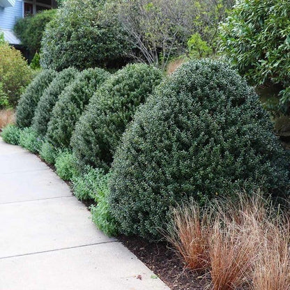 Steeds Holly I 30 Live Plants I Upright Ilex Crenata | Upright Evergreen Shrub for Privacy Screens, Hedges, and Ornamental Landscaping