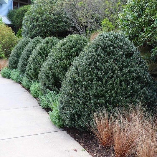 Steeds Holly I 10 Live Plants I Upright Ilex Crenata | Upright Evergreen Shrub for Privacy Screens, Hedges, and Ornamental Landscaping