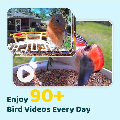 NETVUE by Birdfy Smart Bird Feeder with Camera, Bird Watching Camera, Auto Capture Video&Motion Detection, 1080P Live Steam, Cardinal Feeder Outdoor Wireless, Ideal Present for Backyard Birder, Yellow