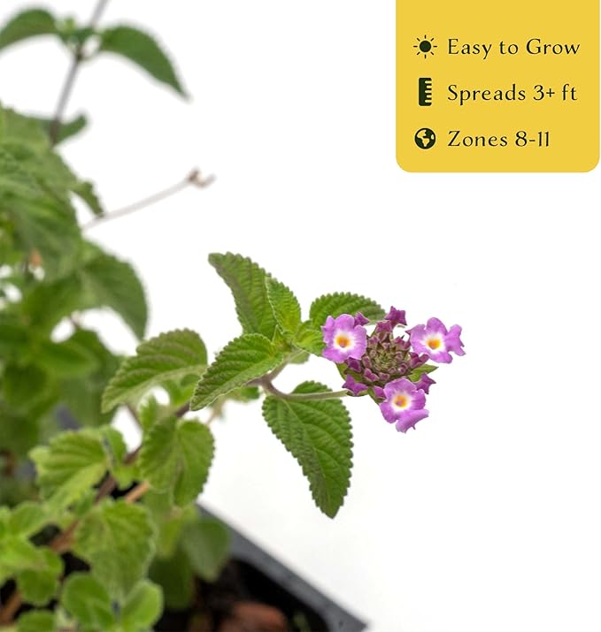 12 Lavender Lantana in 2.5” Nursery Cubes (Lantana montevidensis) | Evergreen Shrub for Hanging Baskets, Containers & Sunny Landscapes | Ready-to-Plant Live Starter Plants