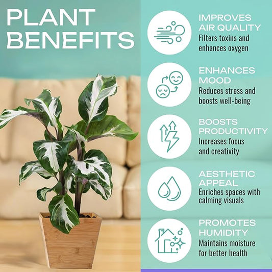 CoollectivePlants Calathea Stella – Calathea Plant Live in 4″ Grower’s Pot, Live Indoor House Plants, Low Maintenance Houseplant