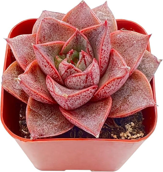 Sprout N Green Echeveria Purpusorum, Rare Live Succulent Plant Fully Rooted in 2" Planter with Soil, Home Office Indoor Outdoor Wedding Decoration DIY Projects Party Favor