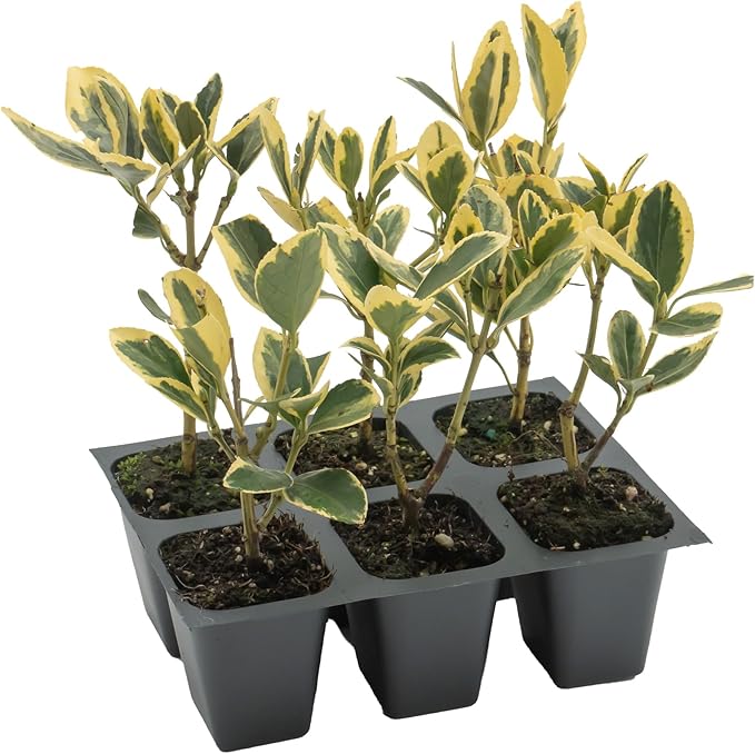 6 Silver King Euonymus, Live Plants – Euonymus Japonica – Hardy Variegated Evergreen Shrub in 2.5” Nursery Cubes – Low-Maintenance & Highly Adaptable for Landscaping