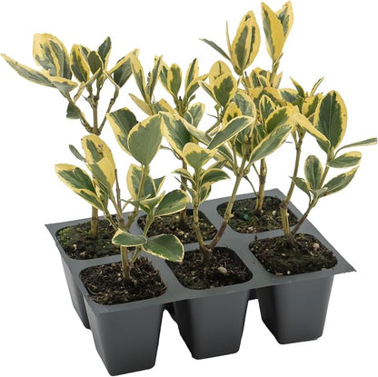 6 Silver King Euonymus, Live Plants – Euonymus Japonica – Hardy Variegated Evergreen Shrub in 2.5” Nursery Cubes – Low-Maintenance & Highly Adaptable for Landscaping
