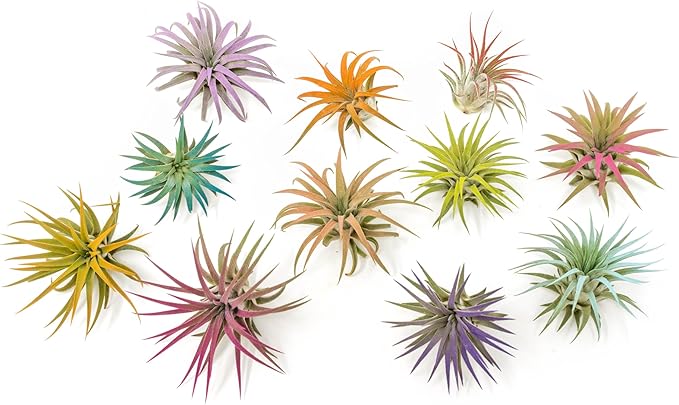 Coral Colorful Tillandsia Air Plants - Long Lasting Color Enhanced Live Tillandsia Succulent House Plants - Home and Garden Decor - Easy Care Indoor/Outdoor Plants (Ionantha Rubra, Single)