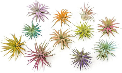 Coral Colorful Tillandsia Air Plants - Long Lasting Color Enhanced Live Tillandsia Succulent House Plants - Home and Garden Decor - Easy Care Indoor/Outdoor Plants (Ionantha Rubra, Single)