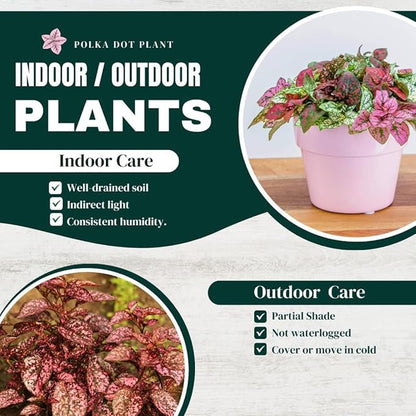 Polka Dot Plant Collection (4-Pack) - Live Houseplants, Small Indoor Plants, Hypoestes (Red, White, Rose, and Pink) - Colorful, Air-Purifying House Plants (Collection)