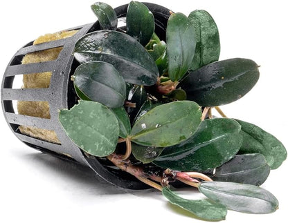 SubstrateSource Bucephalandra Kedagang Round Potted Live Aquarium Plant - Natural Freshwater Fish Tank Decorations, Aquatic Decor