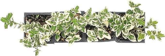 4 Emerald Gaiety Euonymus in 3.5" Nursery Cubes | Euonymus fortunei ‘Emerald Gaiety’ | Live Plants | Variegated Evergreen Shrub for Borders, Groundcover & Containers