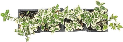 4 Emerald Gaiety Euonymus in 3.5" Nursery Cubes | Euonymus fortunei ‘Emerald Gaiety’ | Live Plants | Variegated Evergreen Shrub for Borders, Groundcover & Containers