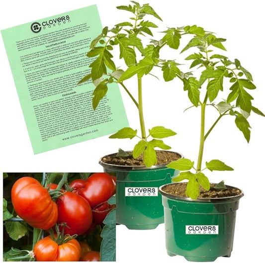 Clovers Garden Beefmaster Tomato Plants – Two (2) Live Plants – Non-GMO - Not Seeds - Each 4" to 8" Tall – in 4" Inch Pots – Indeterminate, Beefsteak